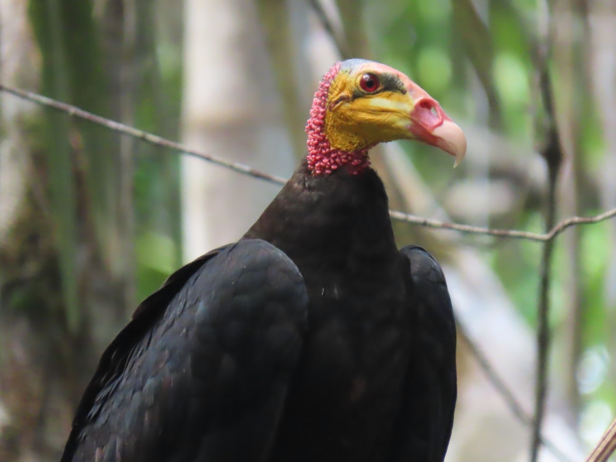 Greater Yellow-headed Vulture - ML614454502