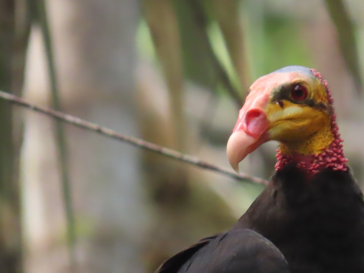 Greater Yellow-headed Vulture - ML614454505