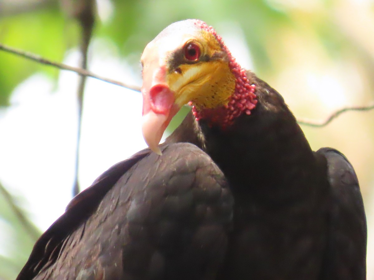 Greater Yellow-headed Vulture - ML614454510