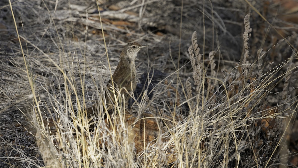 Spinifex-Schilfsänger - ML614454578