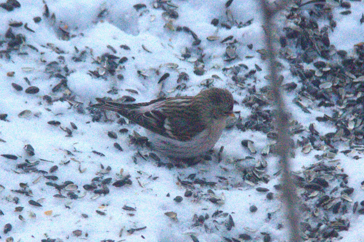 Hoary Redpoll - ML614454608