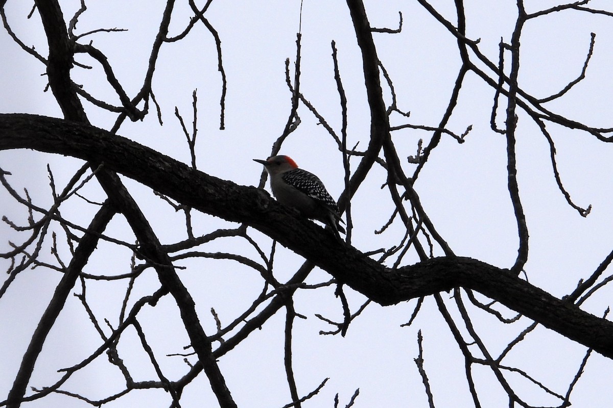 Red-bellied Woodpecker - ML614454634