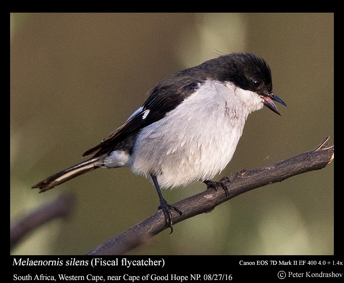 Fiscal Flycatcher - Peter Kondrashov