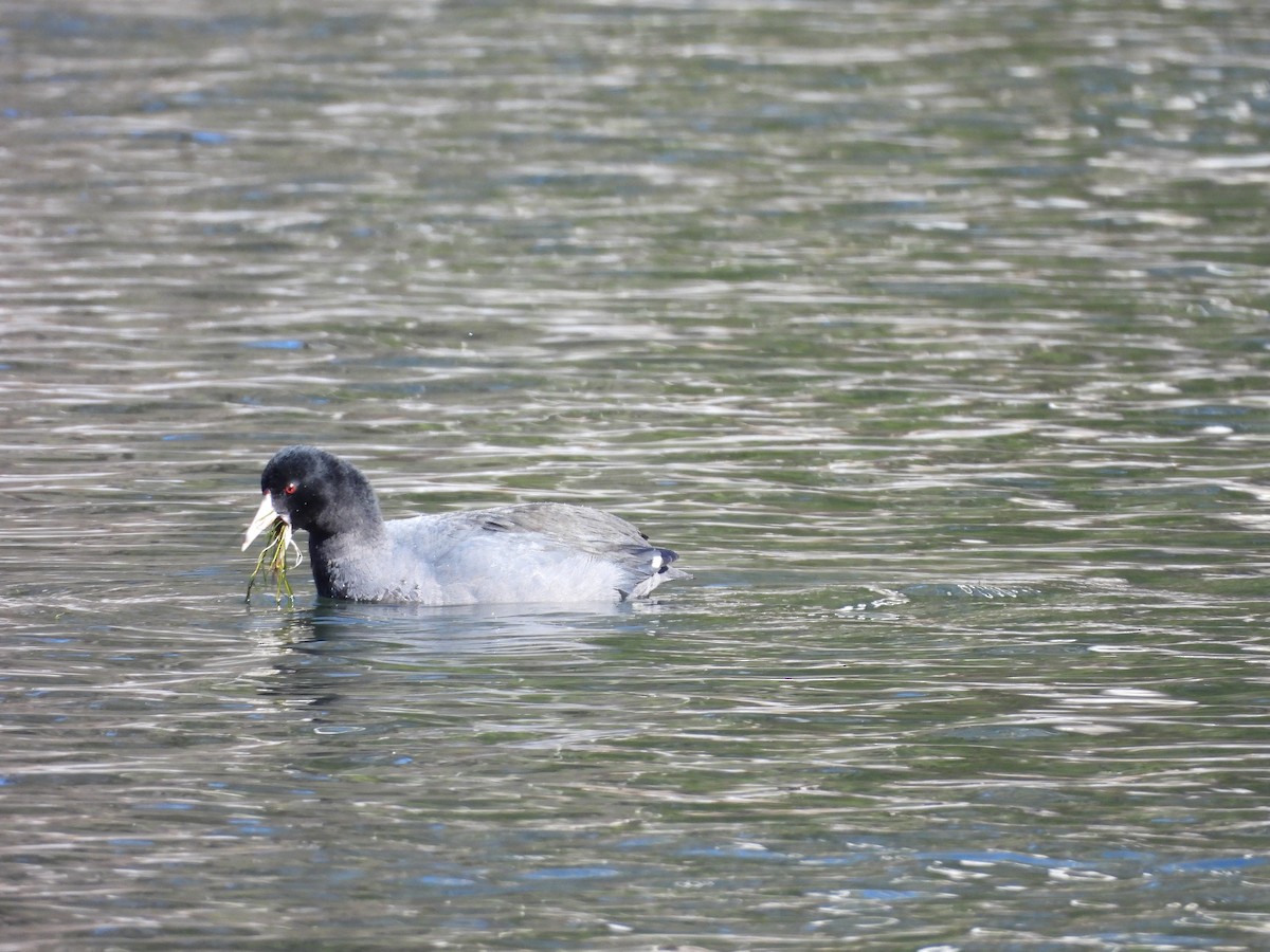 American Coot - Rowan Gray