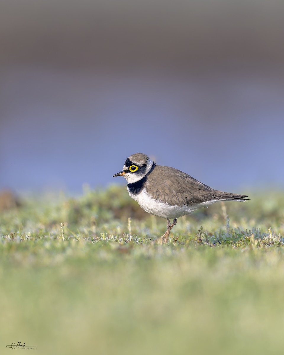 Little Ringed Plover - ML614454707