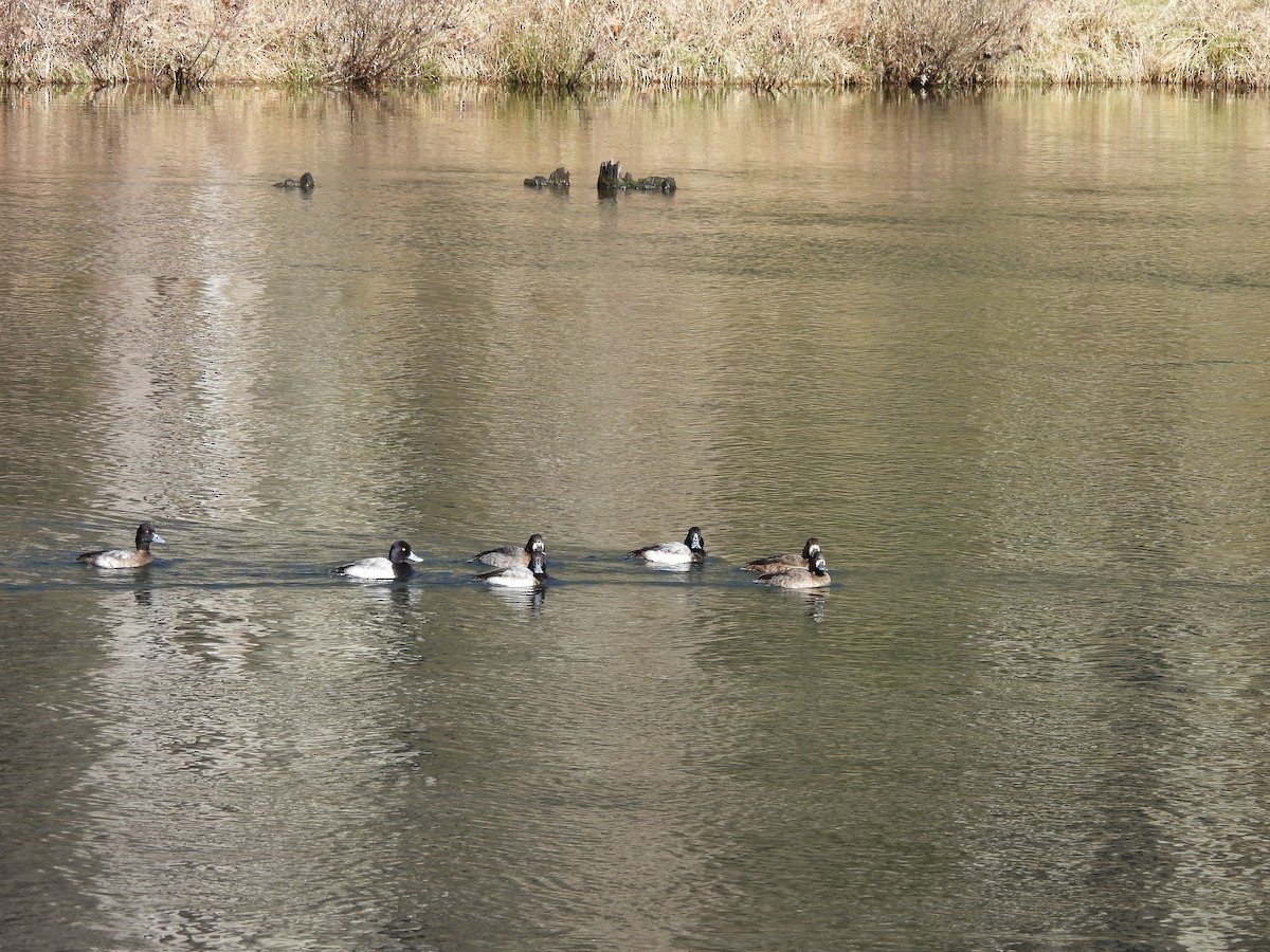 Greater Scaup - Rowan Gray