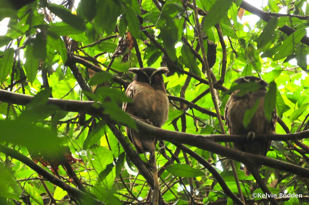 Crested Owl - Kelvin Bodden