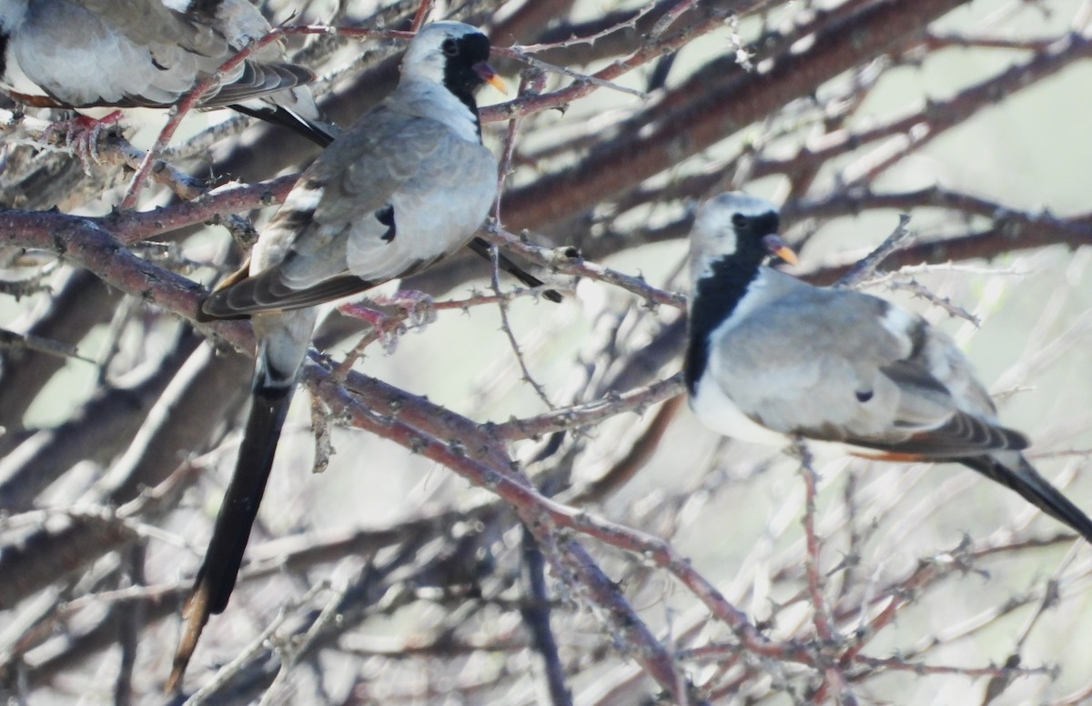 Namaqua Dove - Morten Winther Dahl