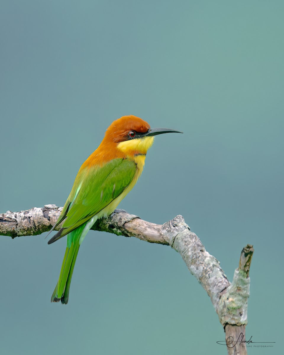 Chestnut-headed Bee-eater - ML614454932