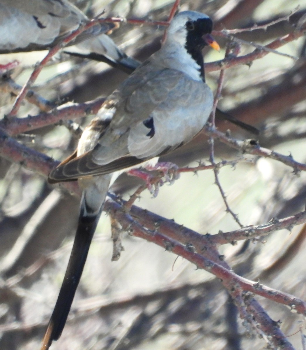 Namaqua Dove - ML614454953