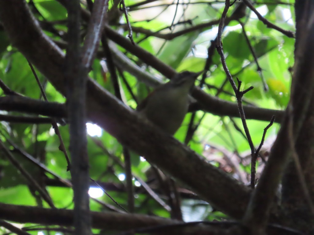 Moustached Wren - ML614454957