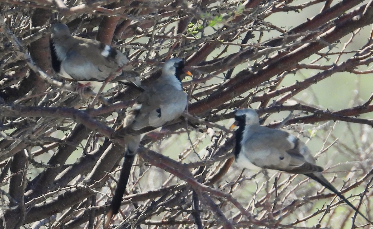 Namaqua Dove - ML614454993