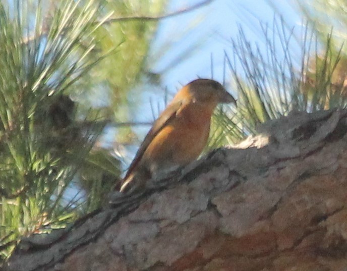 Red Crossbill - ML614455025