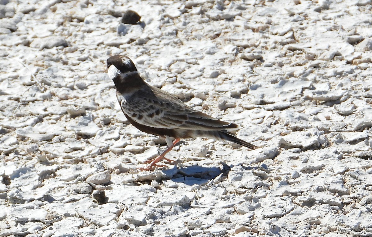 Gray-backed Sparrow-Lark - ML614455037