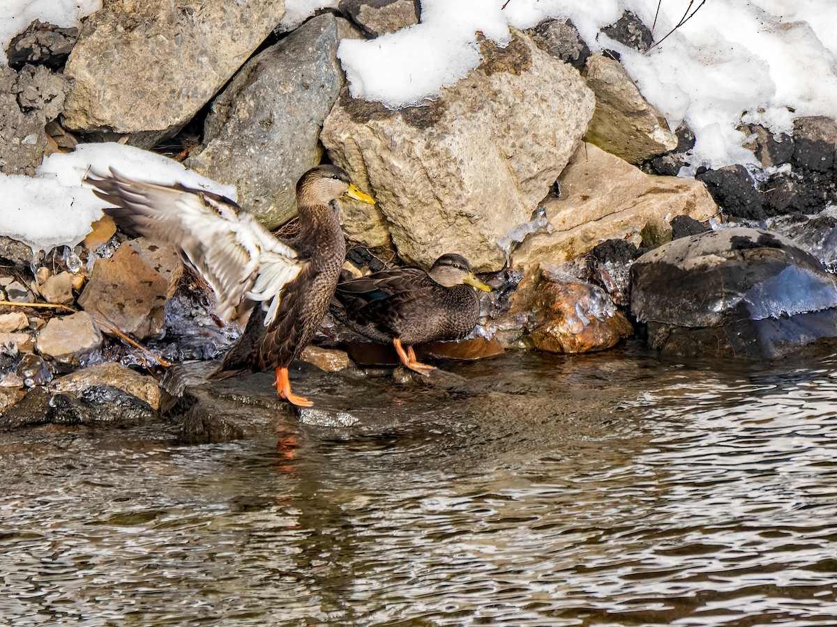 American Black Duck - ML614455044