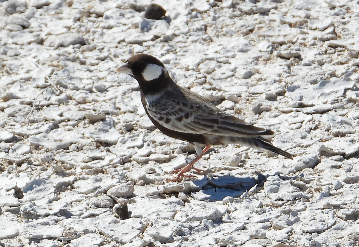 Gray-backed Sparrow-Lark - ML614455066