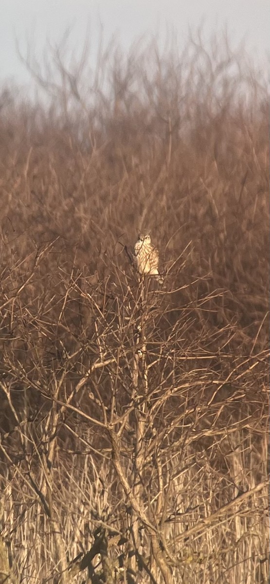 Merlin - ML614455080