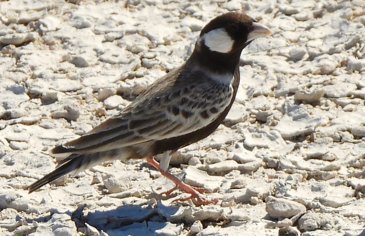 Gray-backed Sparrow-Lark - ML614455095