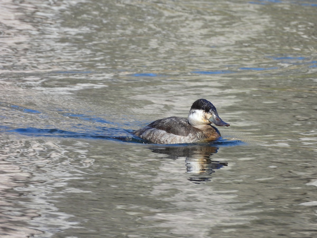 Ruddy Duck - ML614455102