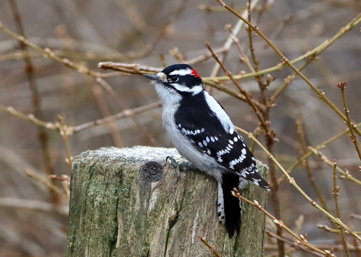 Downy Woodpecker - ML614455126