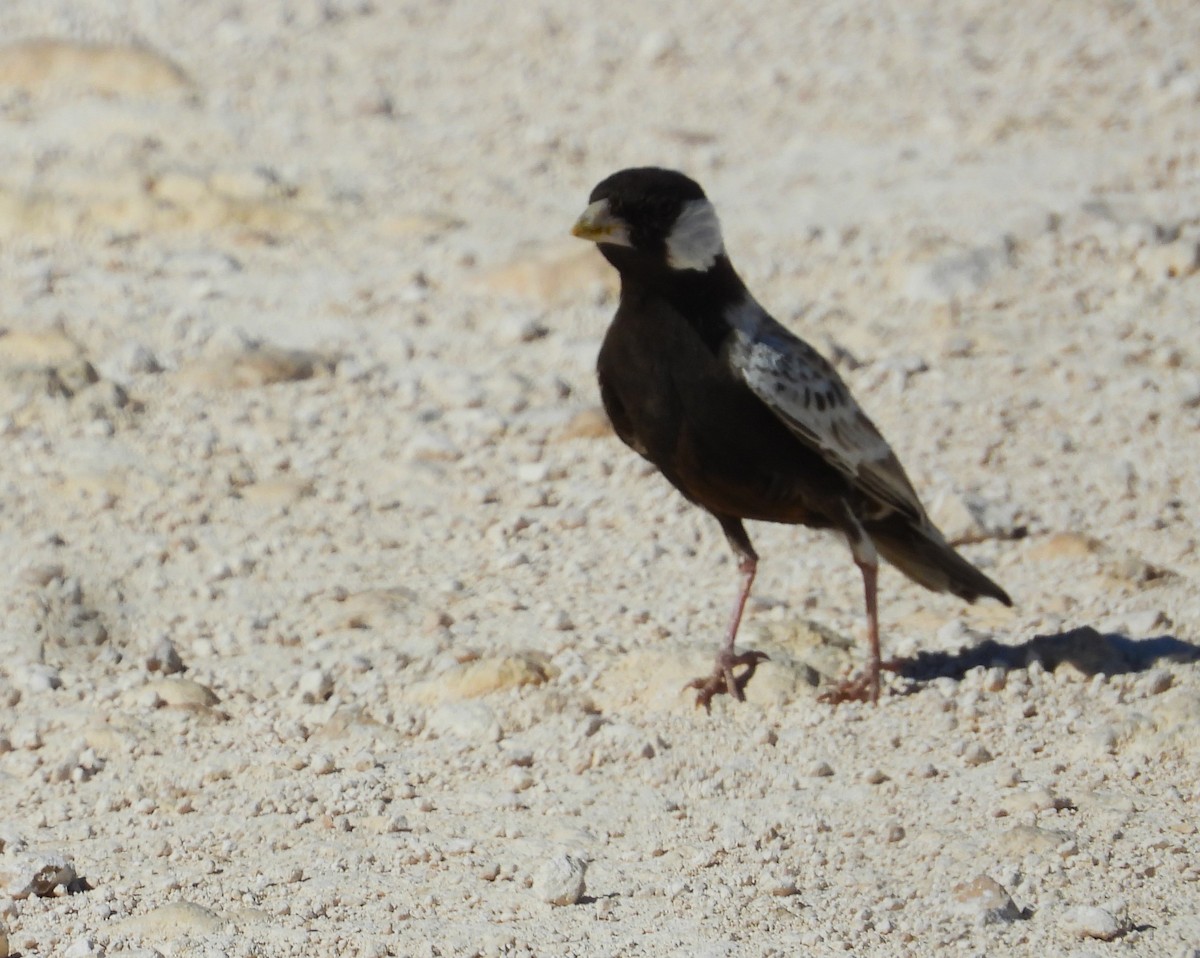 Gray-backed Sparrow-Lark - ML614455149