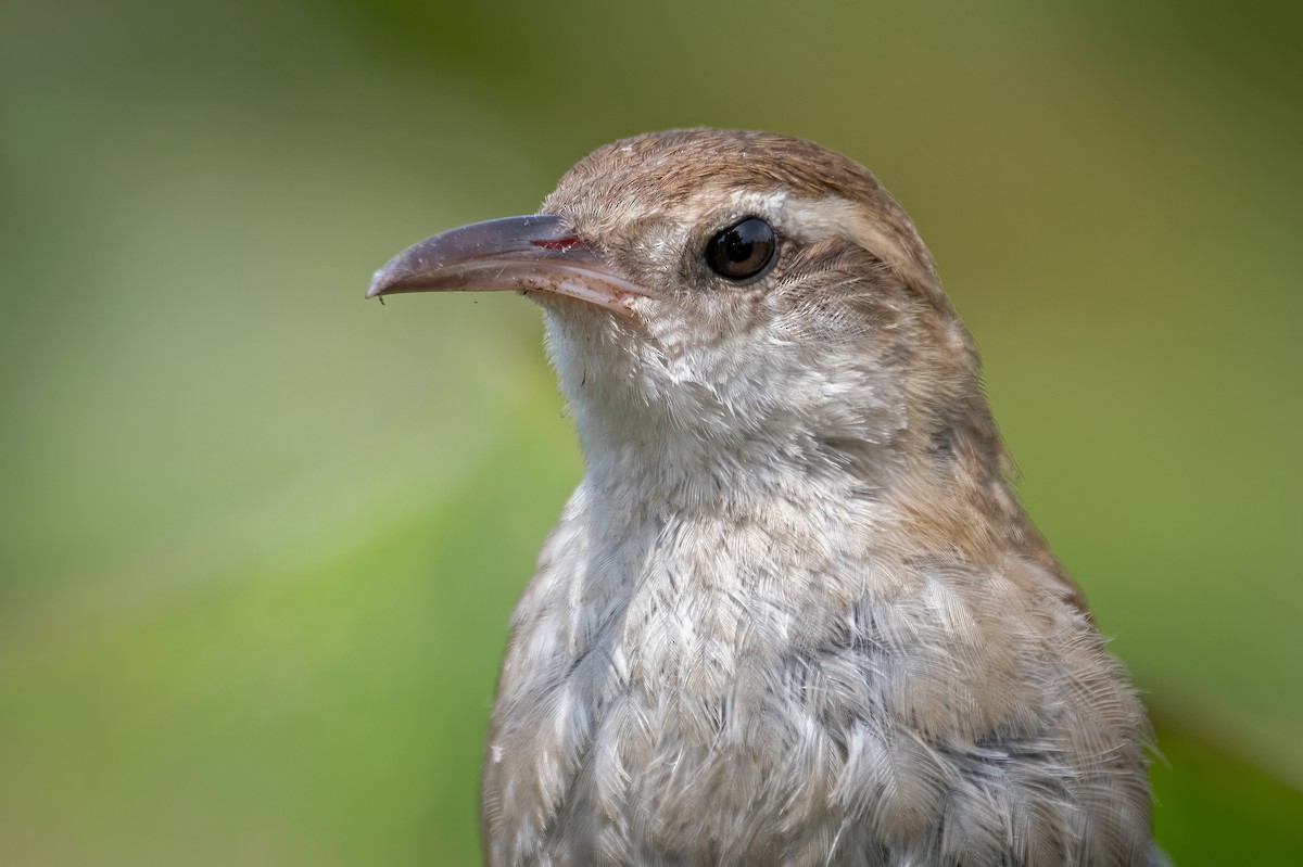 Curve-billed Reedhaunter - ML614455171