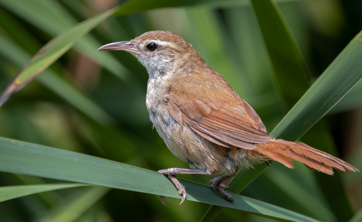 Curve-billed Reedhaunter - ML614455172