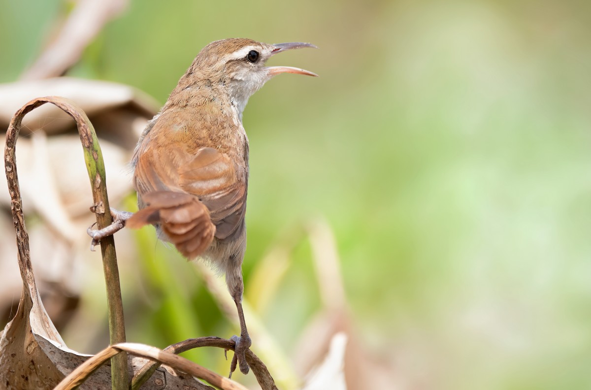 Curve-billed Reedhaunter - ML614455173