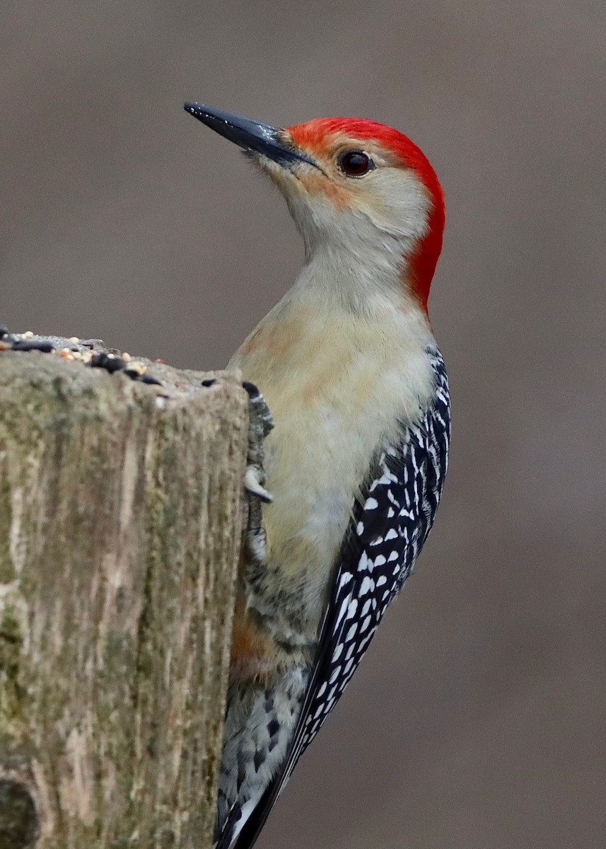 Red-bellied Woodpecker - Stephen Taylor