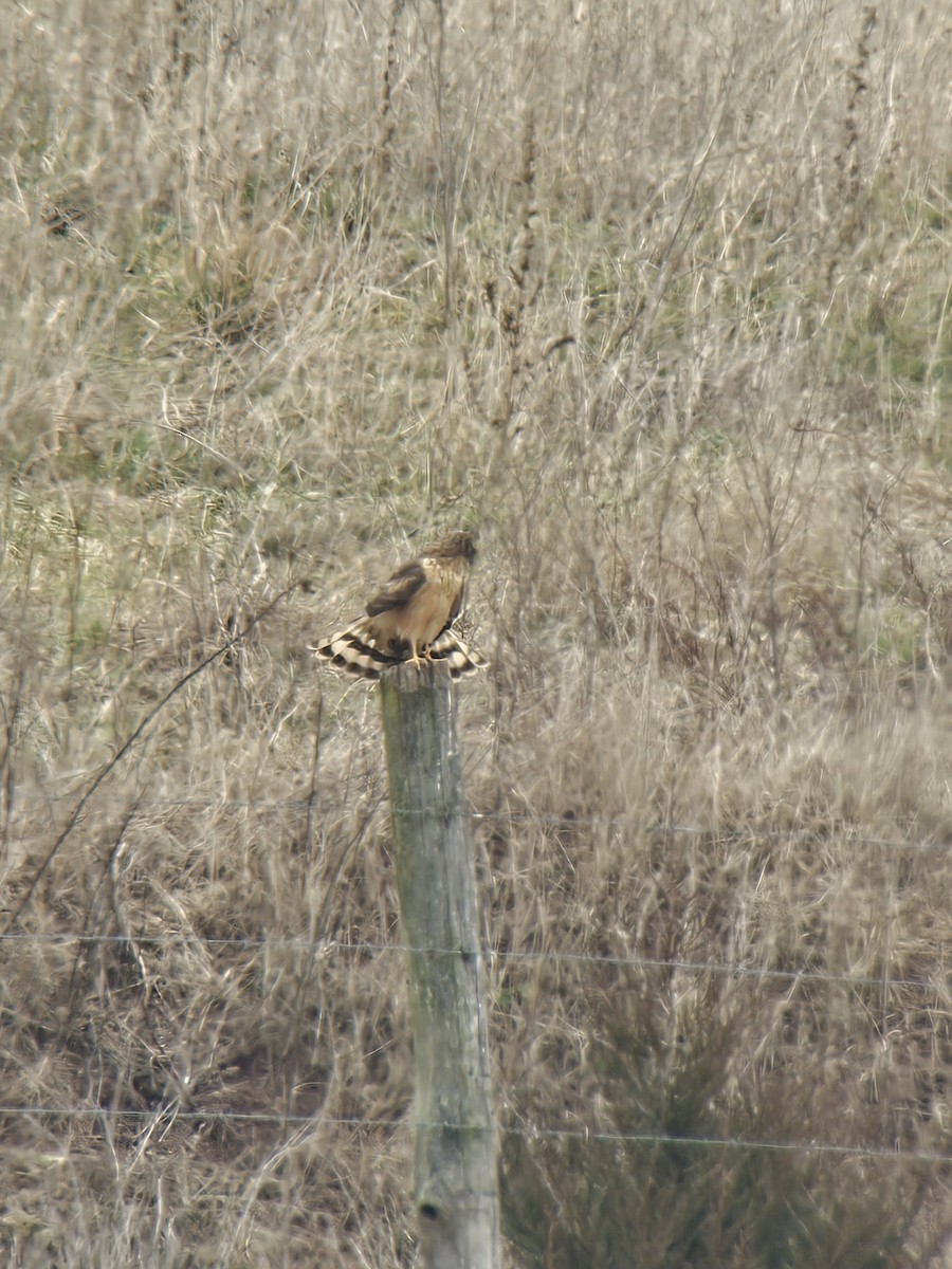 Northern Harrier - ML614455220