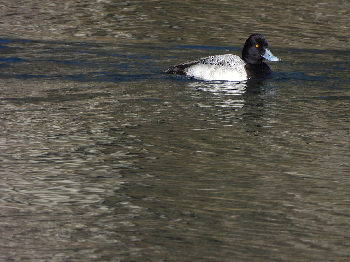 Lesser Scaup - Rowan Gray