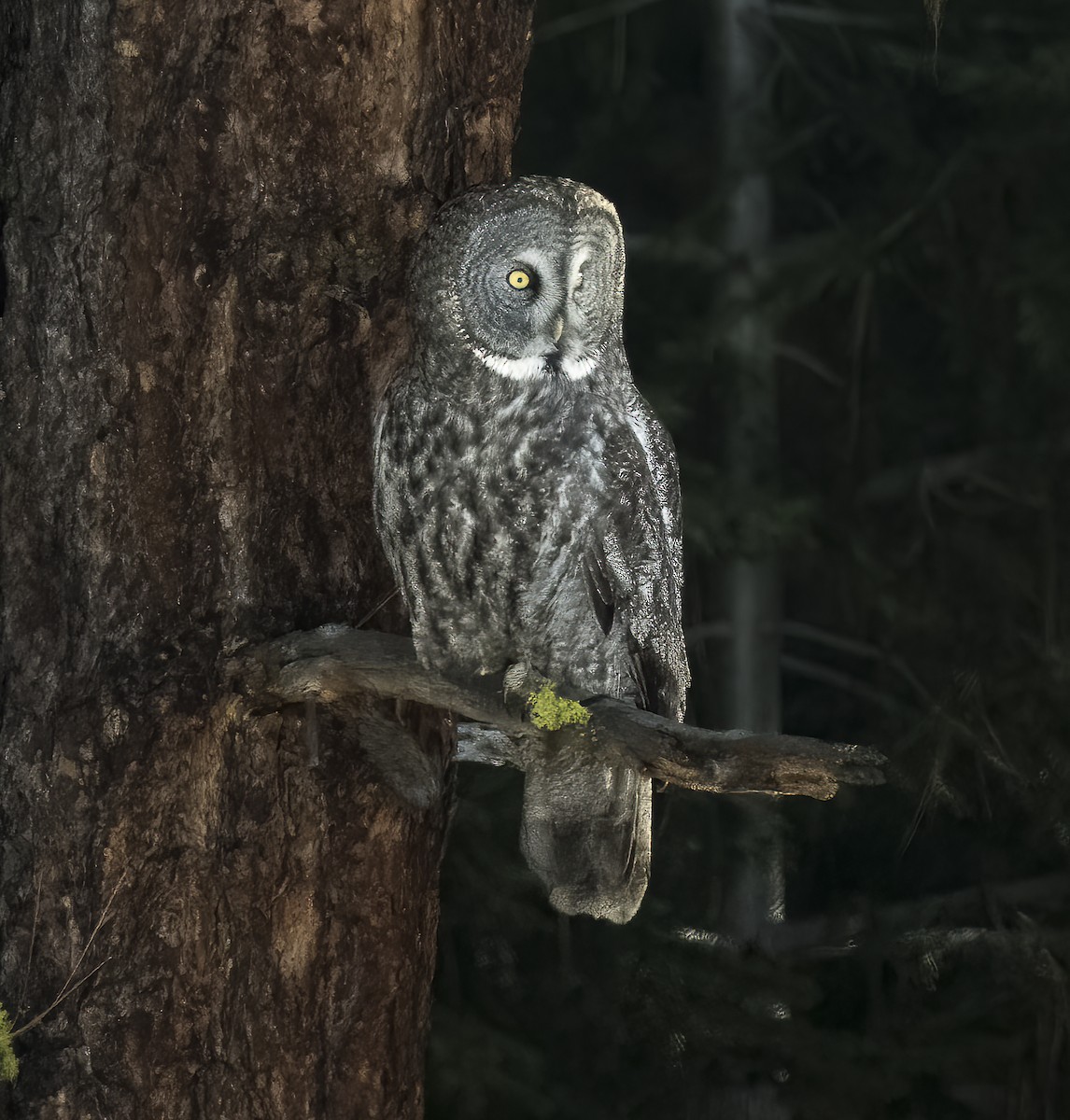 Great Gray Owl - ML614455244