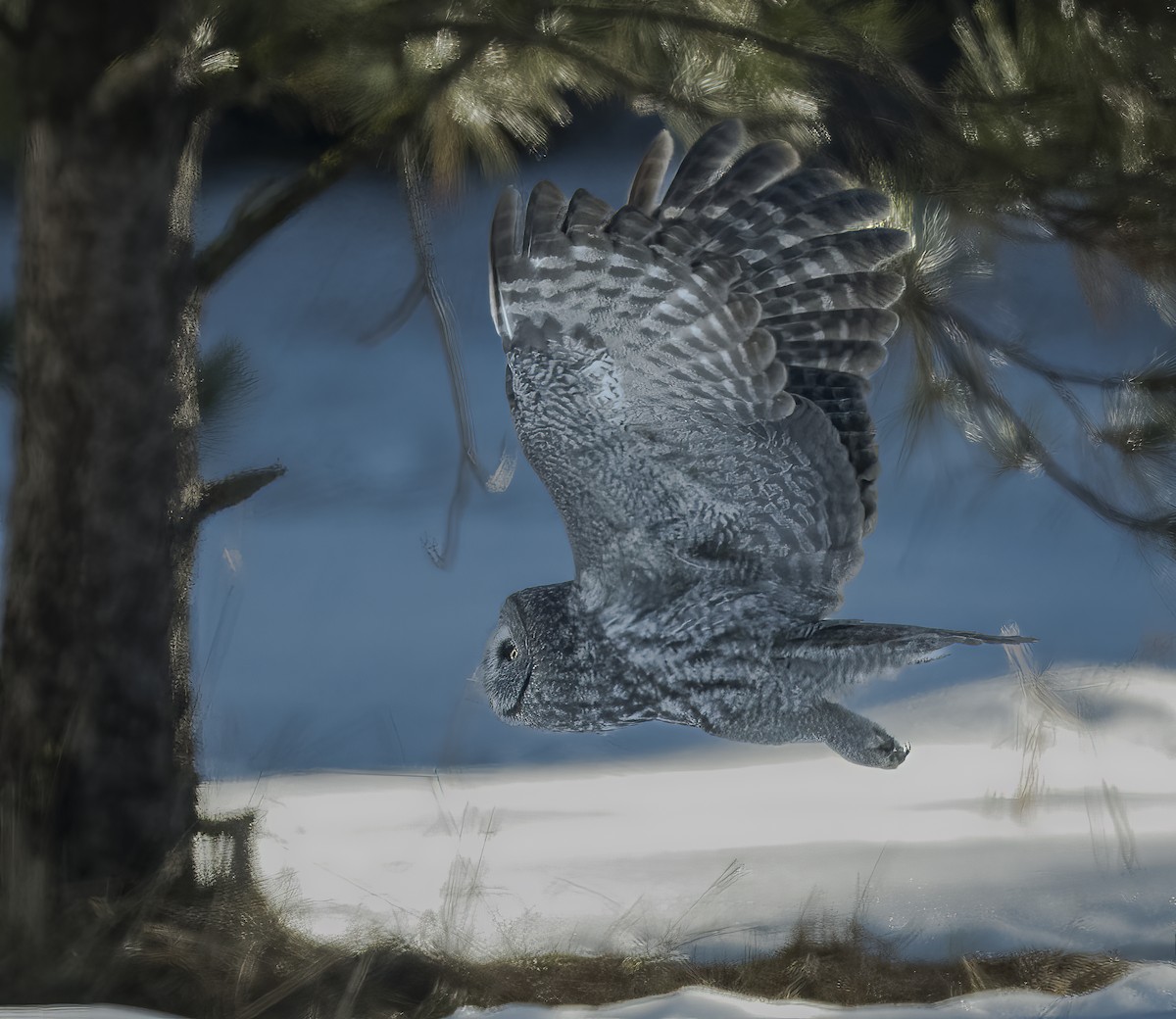 Great Gray Owl - ML614455246