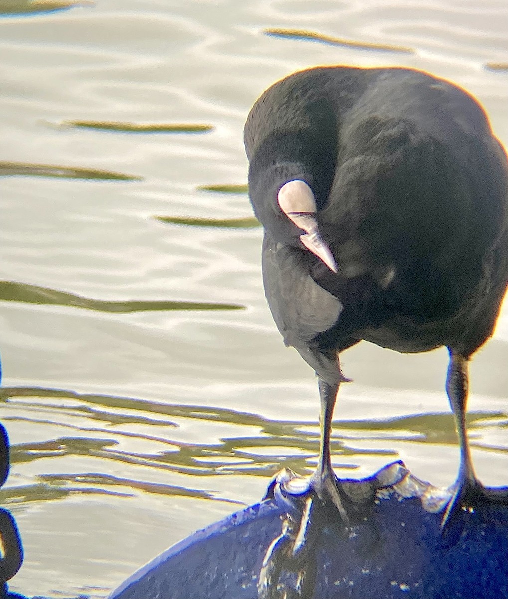 Eurasian Coot - ML614455259