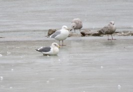 Slaty-backed Gull - Barry  Coombs