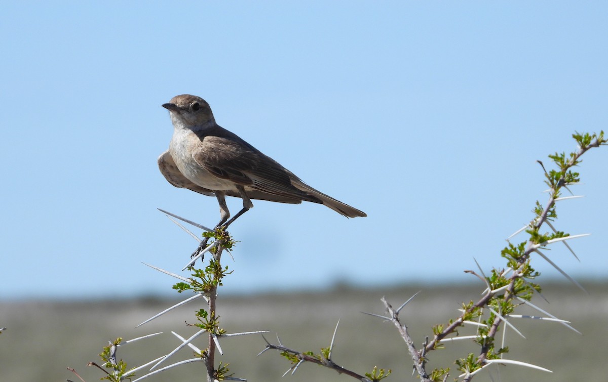 Marico Flycatcher - ML614455287