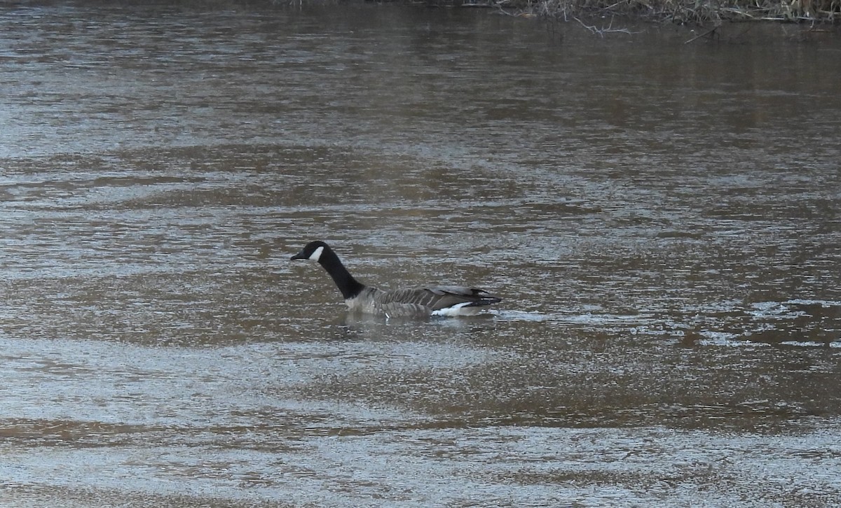 Canada Goose - ML614455316