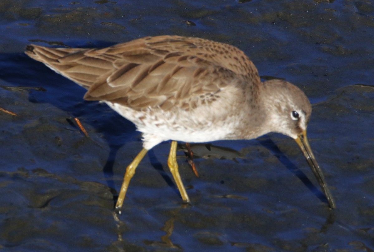 Long-billed Dowitcher - ML614455322