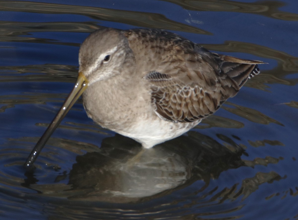 Long-billed Dowitcher - ML614455328