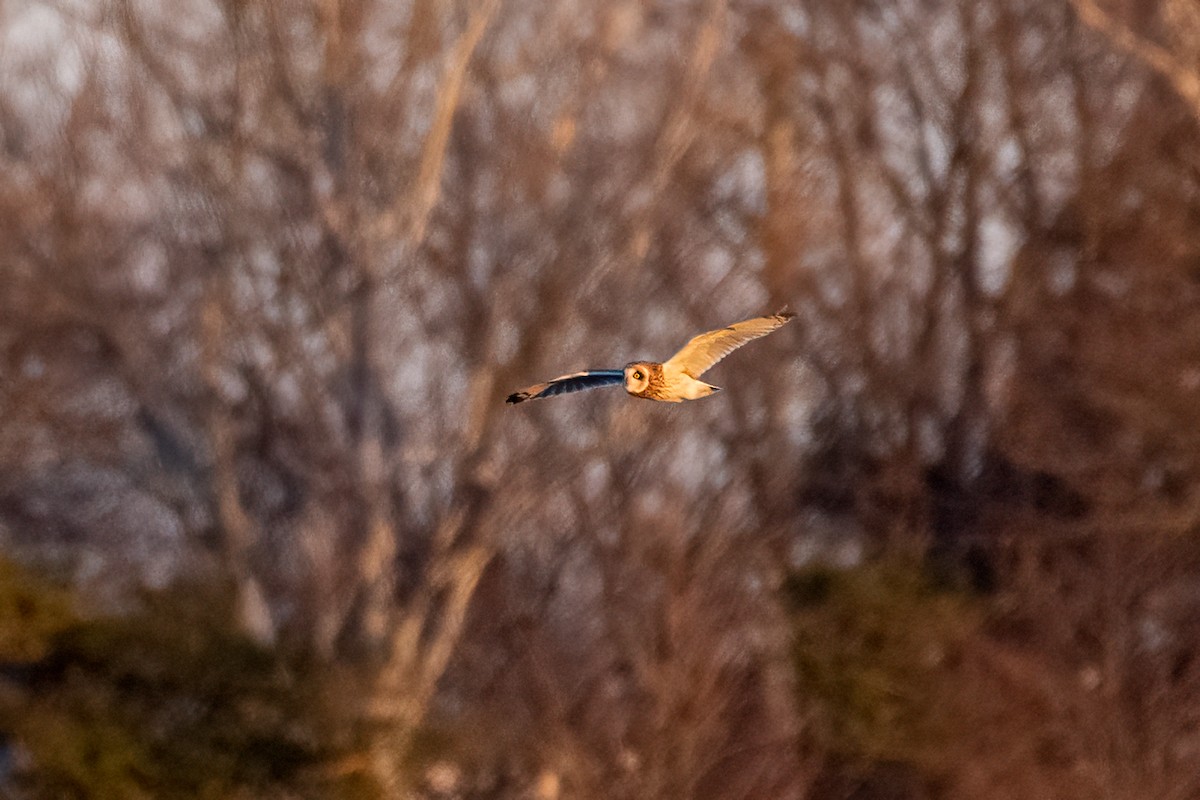 Short-eared Owl - Michael Herrera