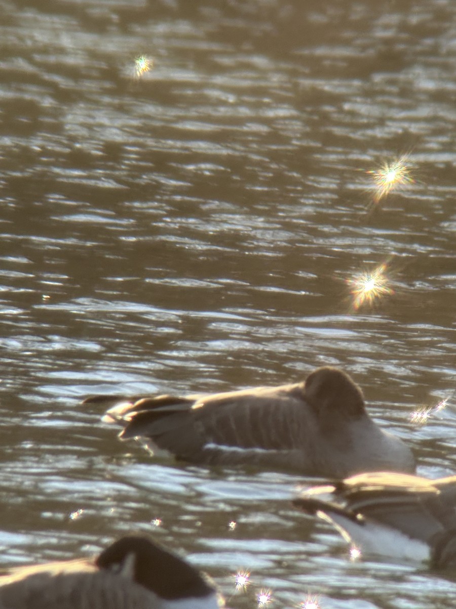 Greater White-fronted Goose - ML614455382