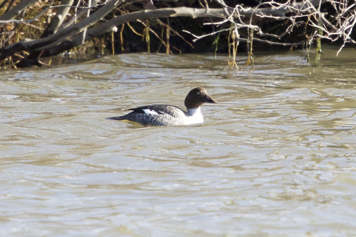Common Goldeneye - ML614455386
