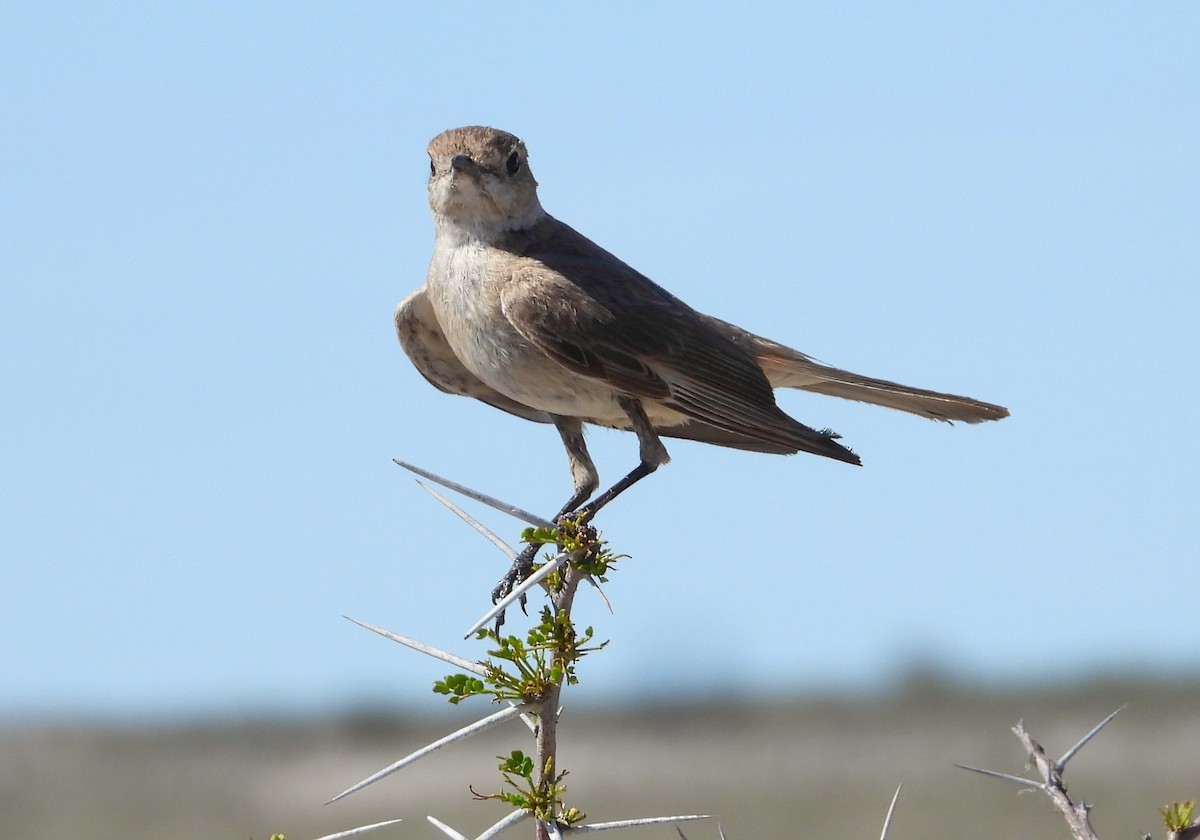 Marico Flycatcher - Morten Winther Dahl