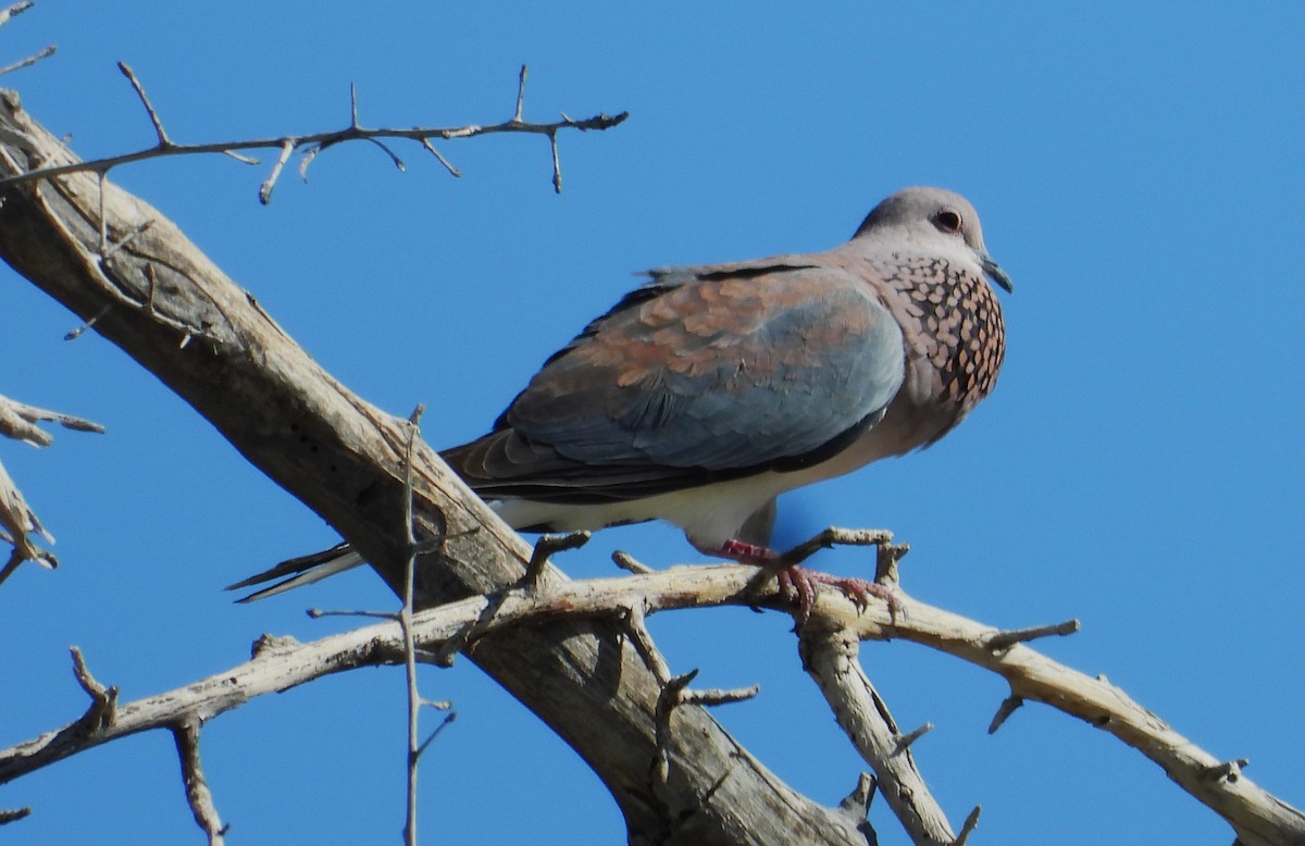 Laughing Dove - ML614455556