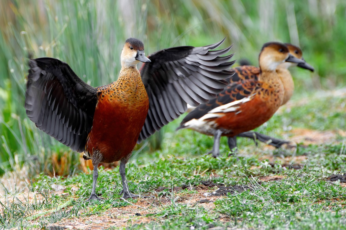 Wandering Whistling-Duck - JJ Harrison