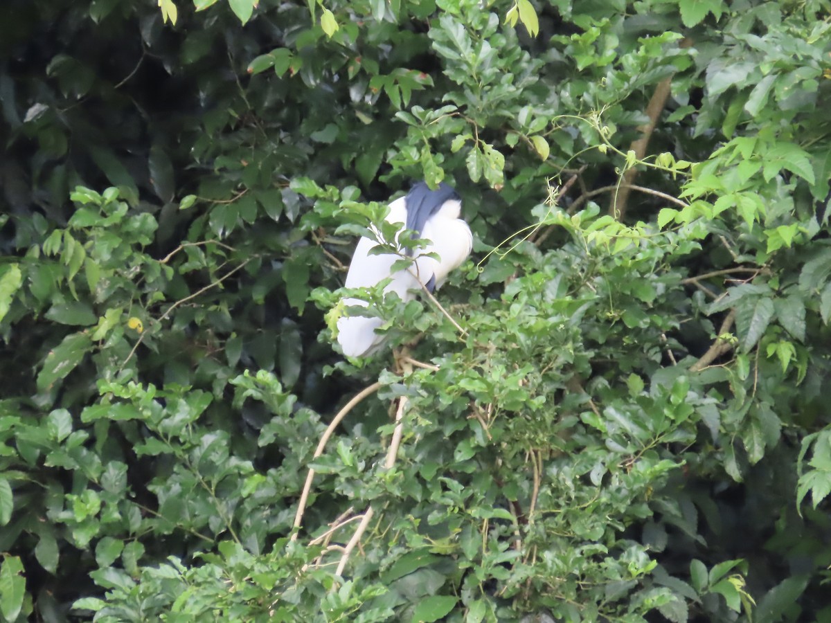 Boat-billed Heron - ML614455582