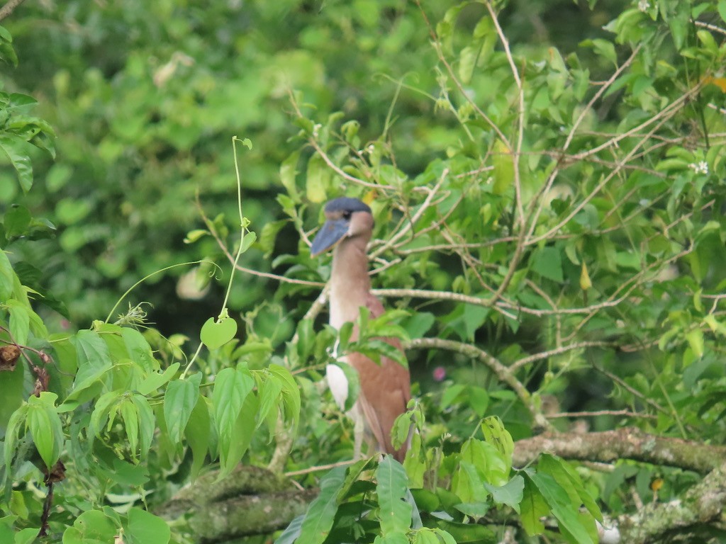 Boat-billed Heron - ML614455587