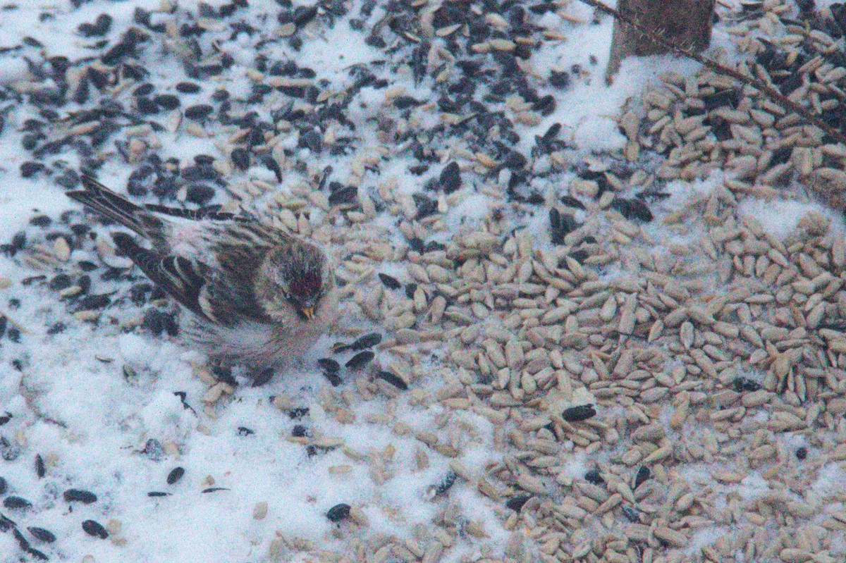 Redpoll (Hoary) - ML614455620