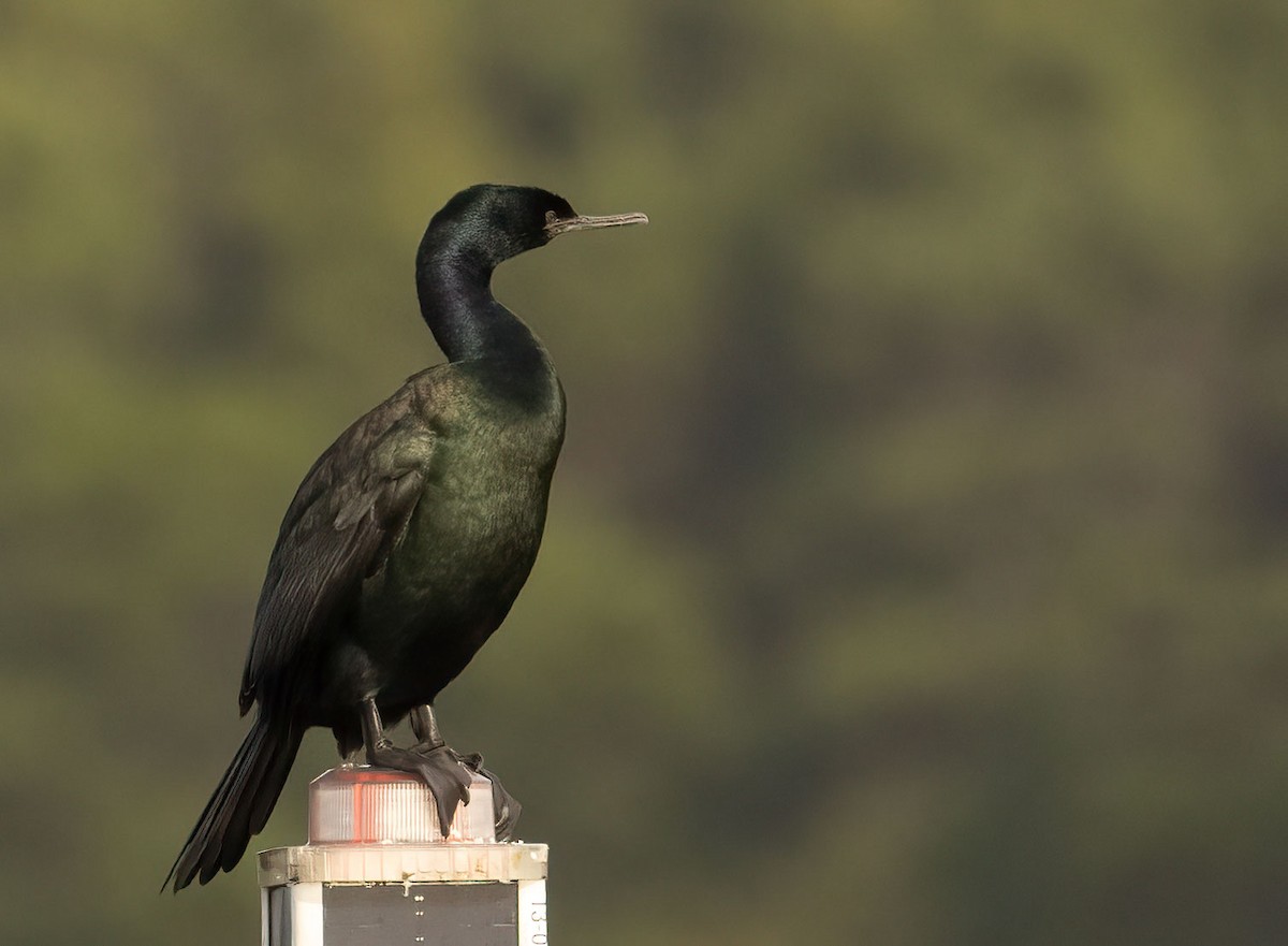 Pelagic Cormorant - ML614455621