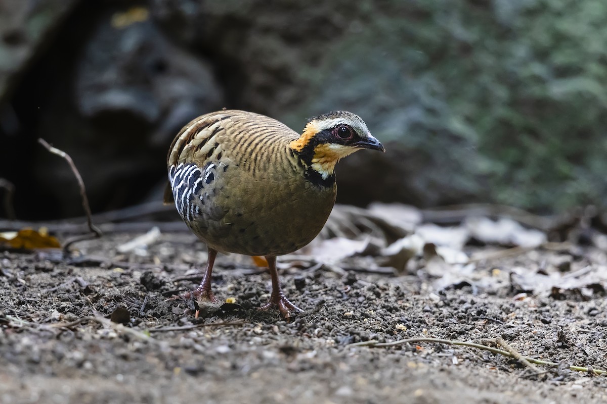 Orange-necked Partridge - ML614455669